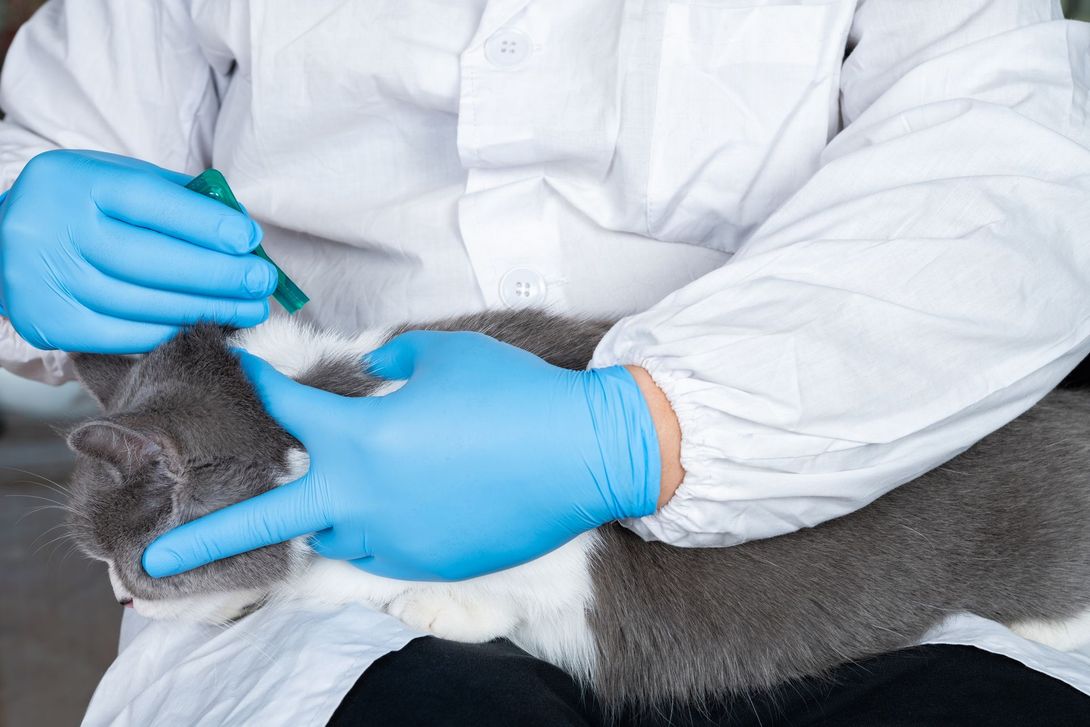 Una persona che indossa guanti blu tiene in braccio un gatto grigio e bianco.