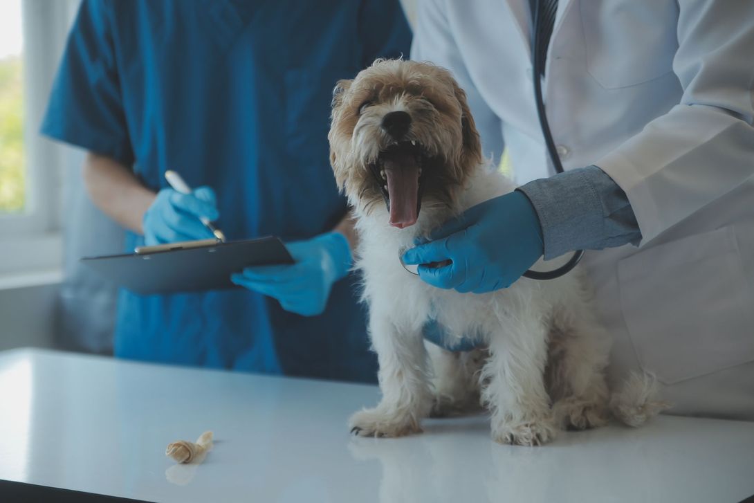 Un cane è seduto su un tavolo mentre un veterinario lo visita.