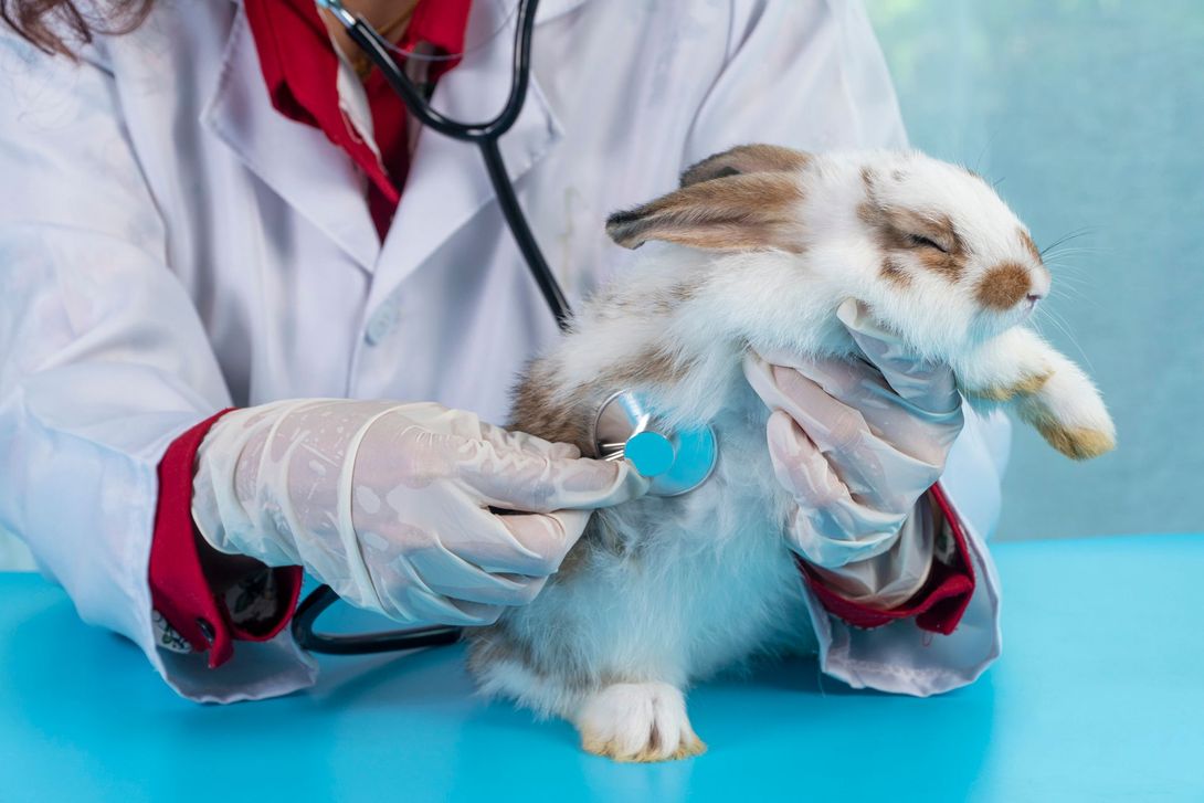 Un veterinario sta esaminando un coniglio con uno stetoscopio.