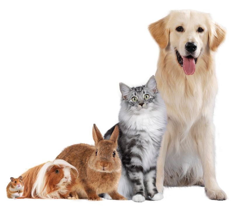 Un cane, un gatto, un coniglio e una cavia sono seduti uno accanto all'altro.