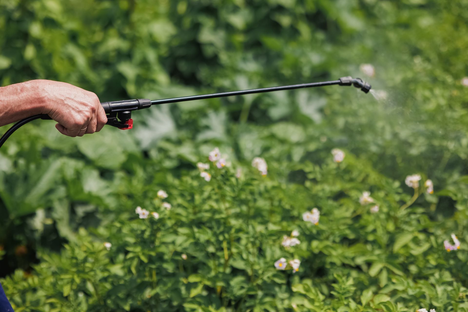 A hand uses a sprayer wand to apply a fine mist of liquid to a patch of green, white-flowered potato plants.