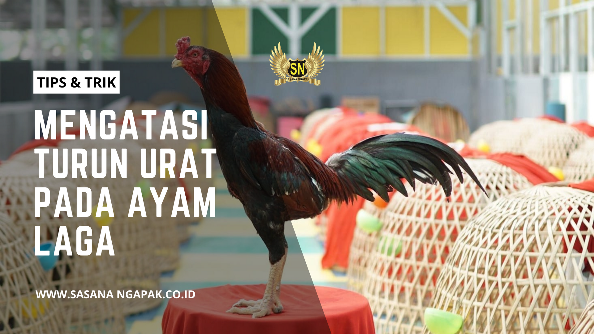 Cara Mengobati turun Urat atau Tedun Pada Ayam Laga