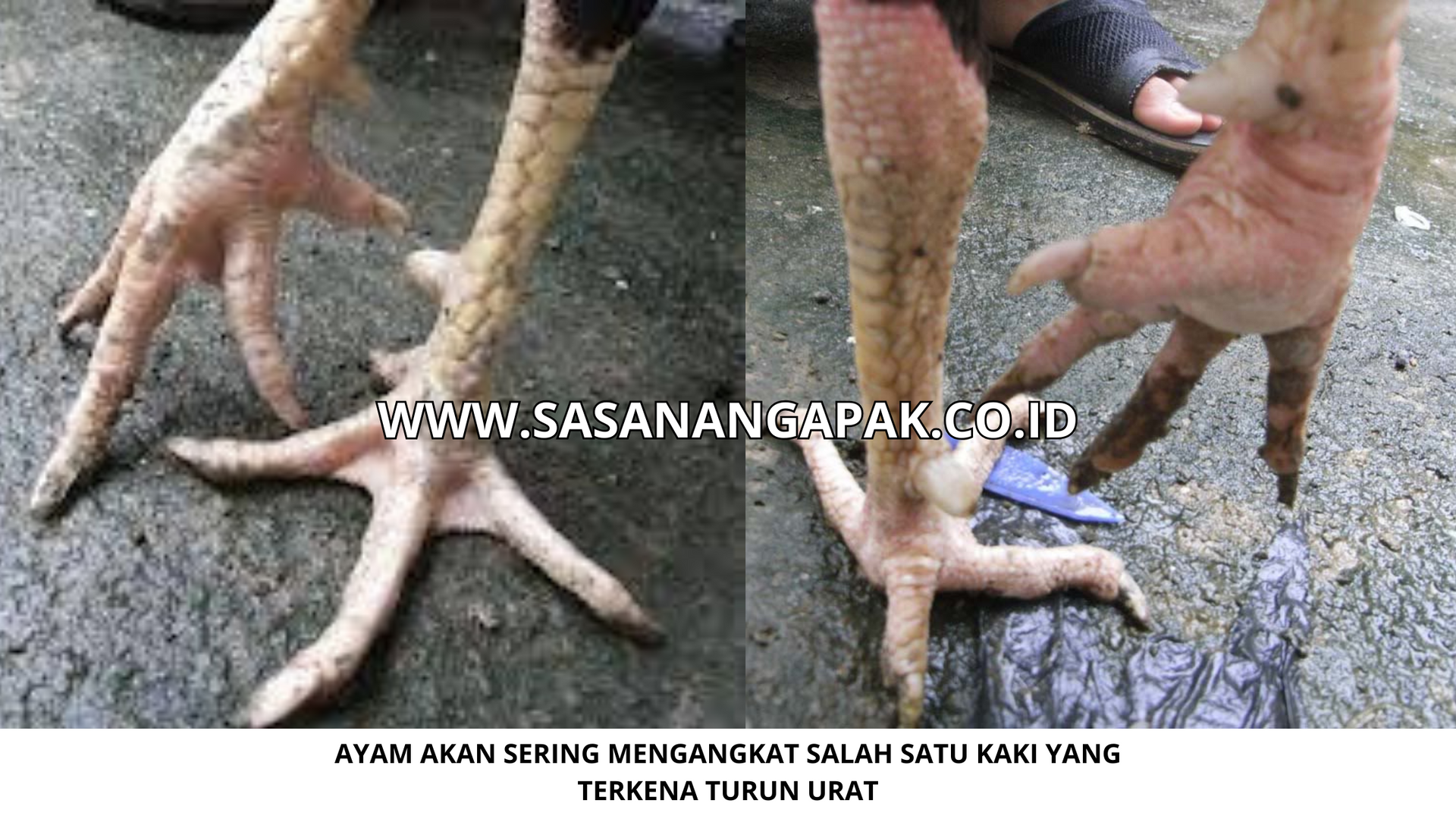 Cara Mengobati turun Urat atau Tedun Pada Ayam Laga