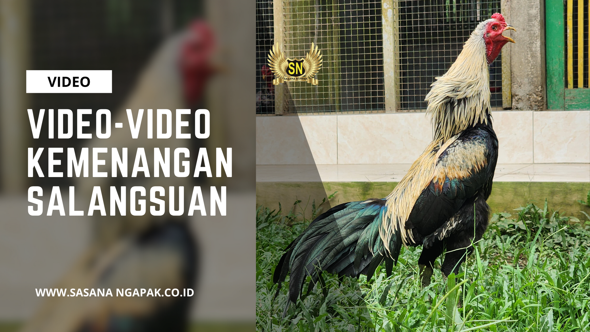 Ayam Salangsuan Sasana Ngapak Purwokerto