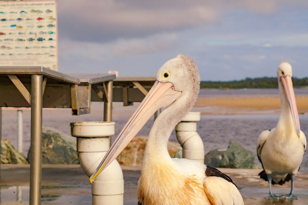 Two Pelicans Are Standing Next to Each Other on A Dock Looking at The Camera — AAA Equipment Pty Ltd In Forster, NSW