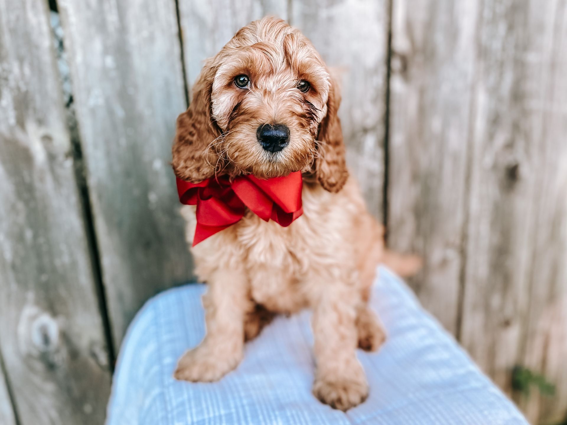 A brown puppy wearing a red bow tie is sitting on a blue blanket.