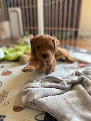 A puppy wearing a red bow tie is sitting on a blanket.