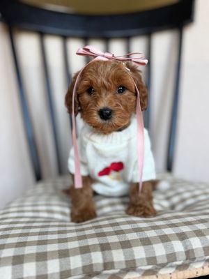 A brown puppy wearing a green bow tie