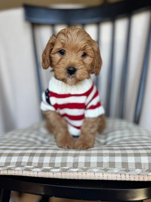 A puppy wearing a blue bow tie is sitting in front of a brick wall.