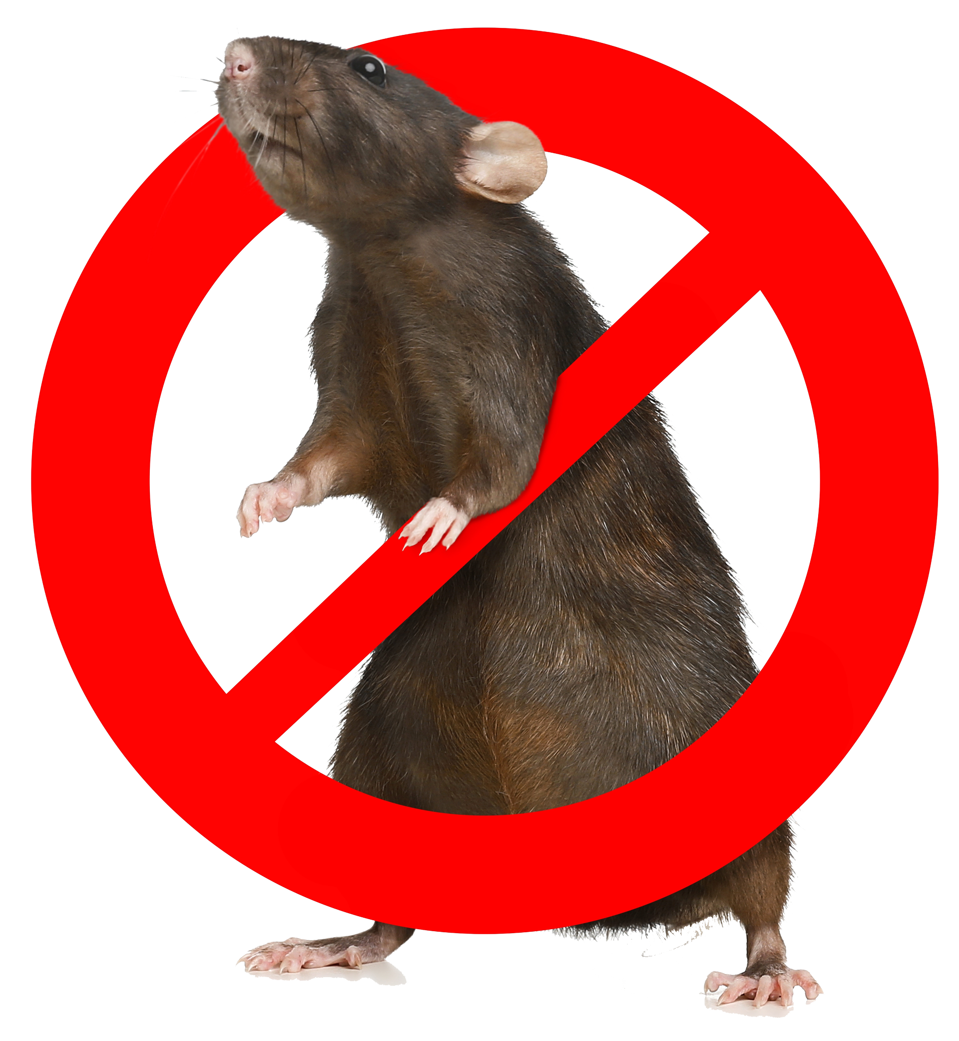 Rat inside a red 