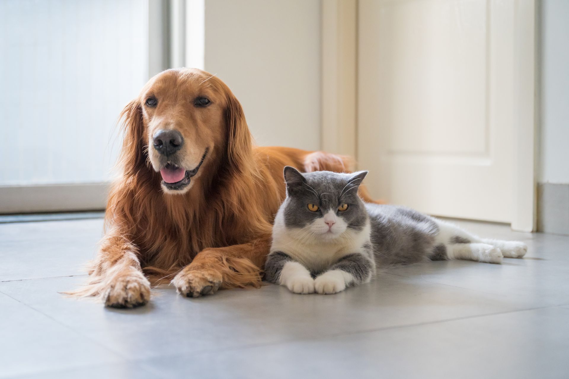 dog and cat
