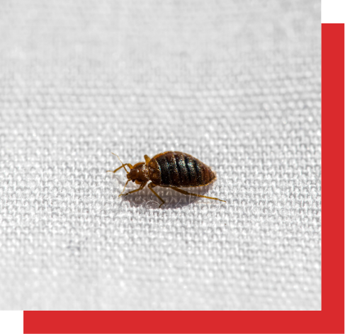 a bed bug is crawling on a white cloth .