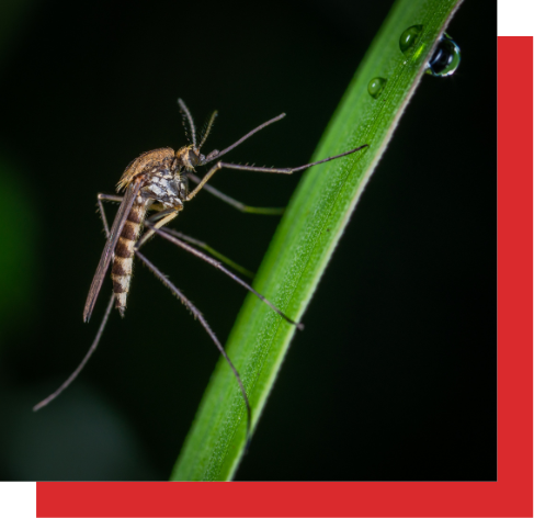 mosquito