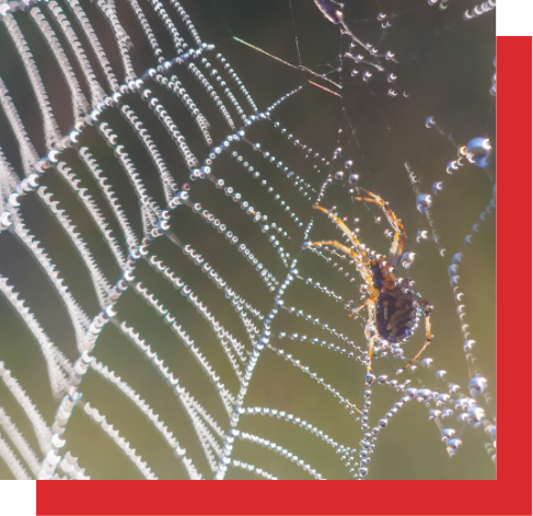 spider