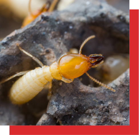 termite