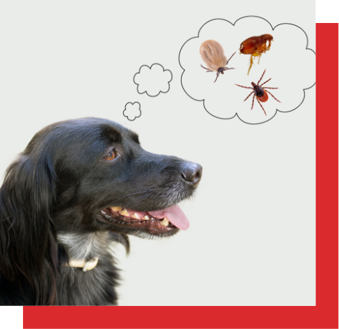 a dog is thinking about fleas and ticks in a thought bubble .