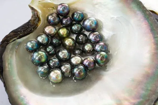 Black and iridescent pearls nestled in a shimmering oyster shell.
