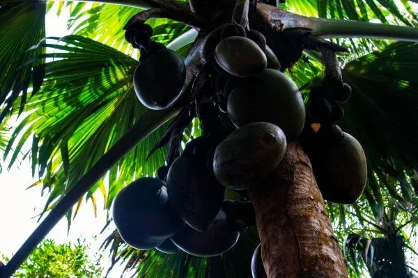 Low-angle shot of a coco de mer palm tree with large, dark-colored fruits hanging from its trunk.