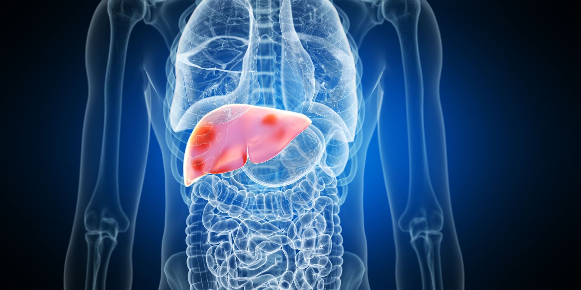 Torso anatômico com fígado destacado em vermelho sobre um fundo azul de imagem médica.