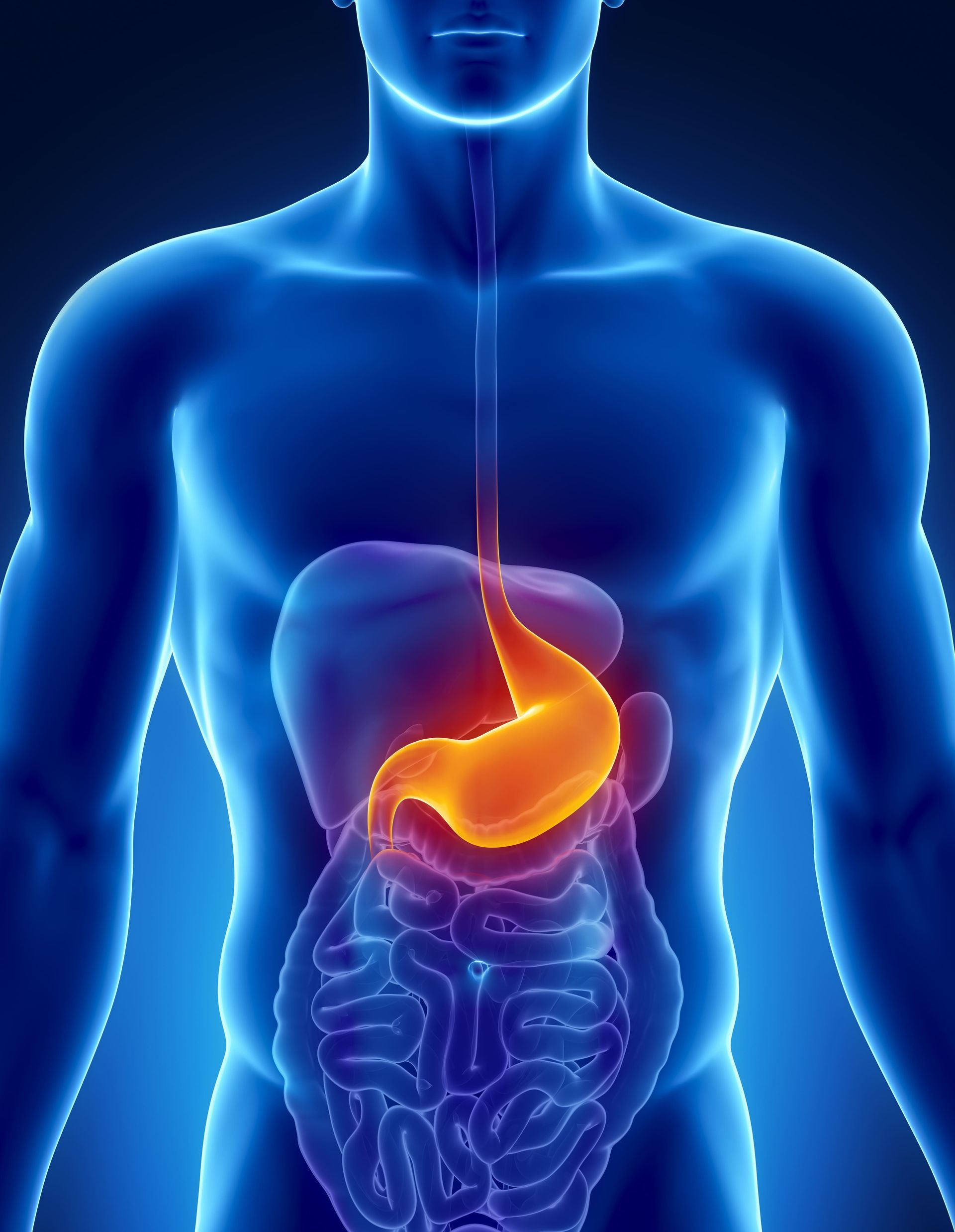 Torso humano brilhante com destaque para o estômago e o sistema digestivo em tons de azul e laranja.