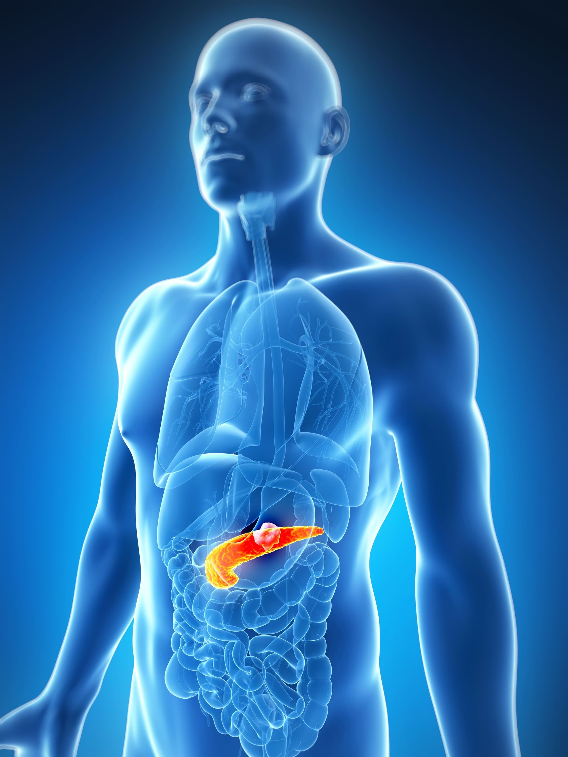 Ilustração de um torso humano azul com o pâncreas destacado em laranja no abdômen.