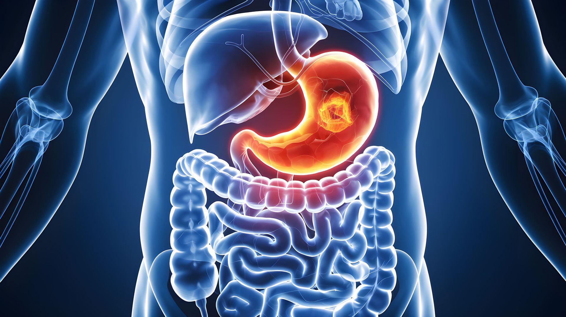 Torso humano com o estômago brilhante destacado sobre o diagrama do sistema digestivo