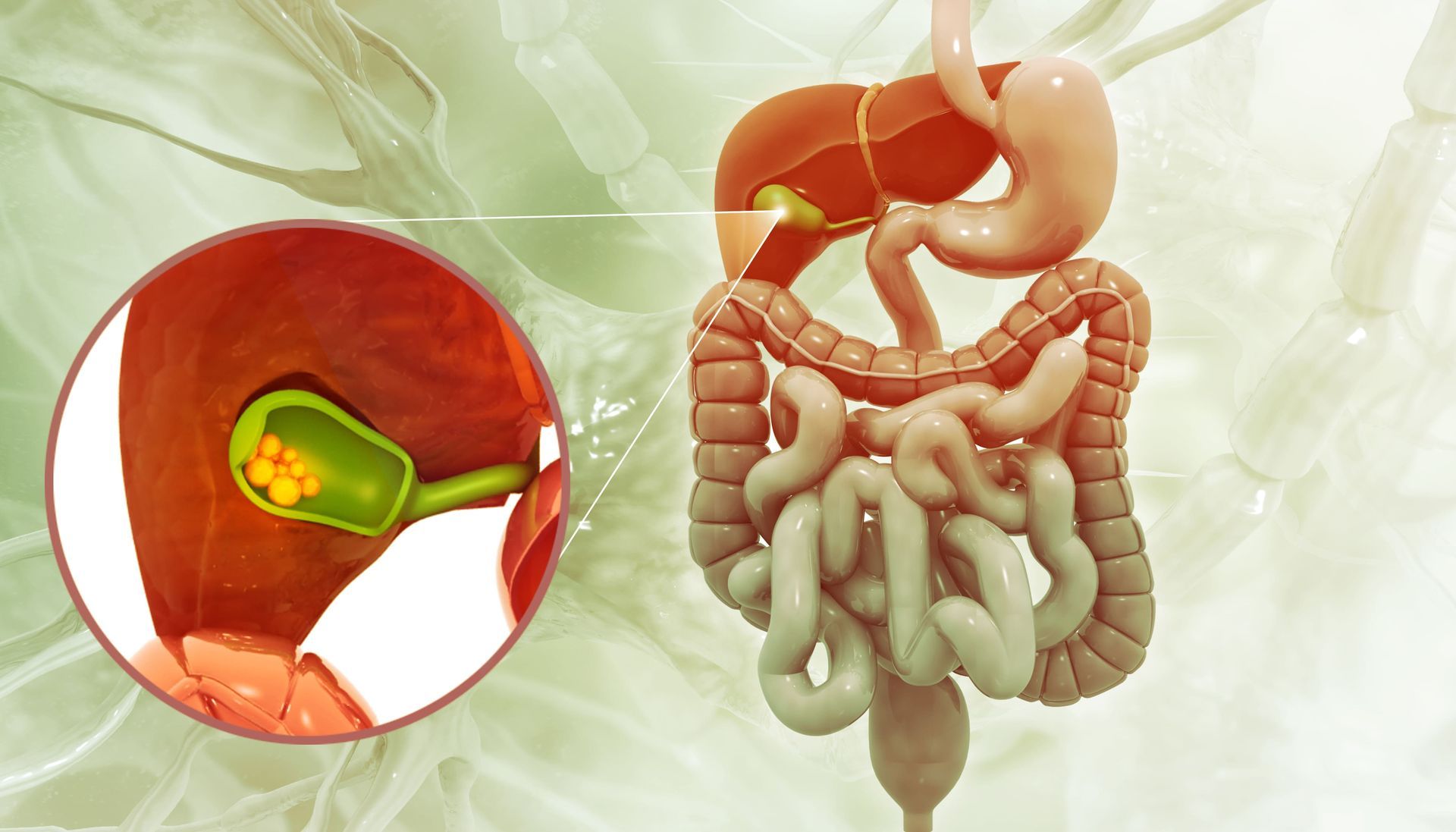 Ilustração do sistema digestivo com um detalhe ampliado mostrando a vesícula biliar e os ductos biliares em verde.
