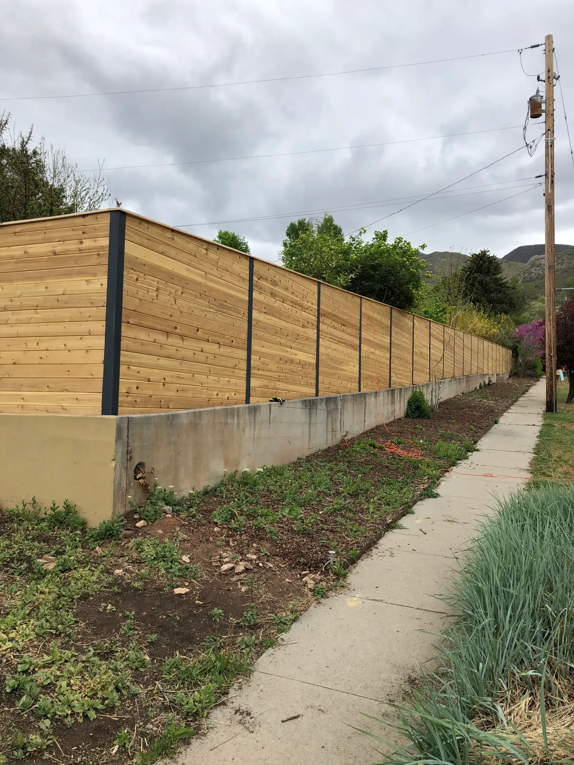 cedar