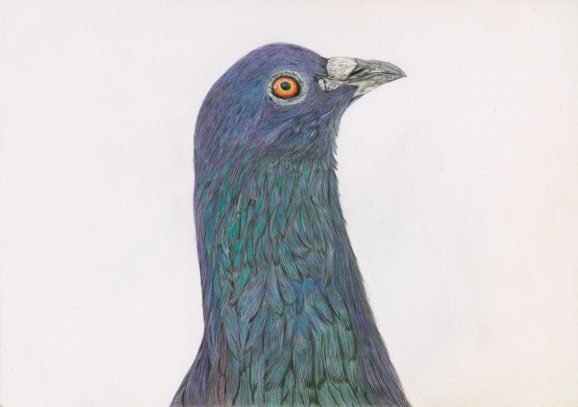 pencildrawing pigeon
