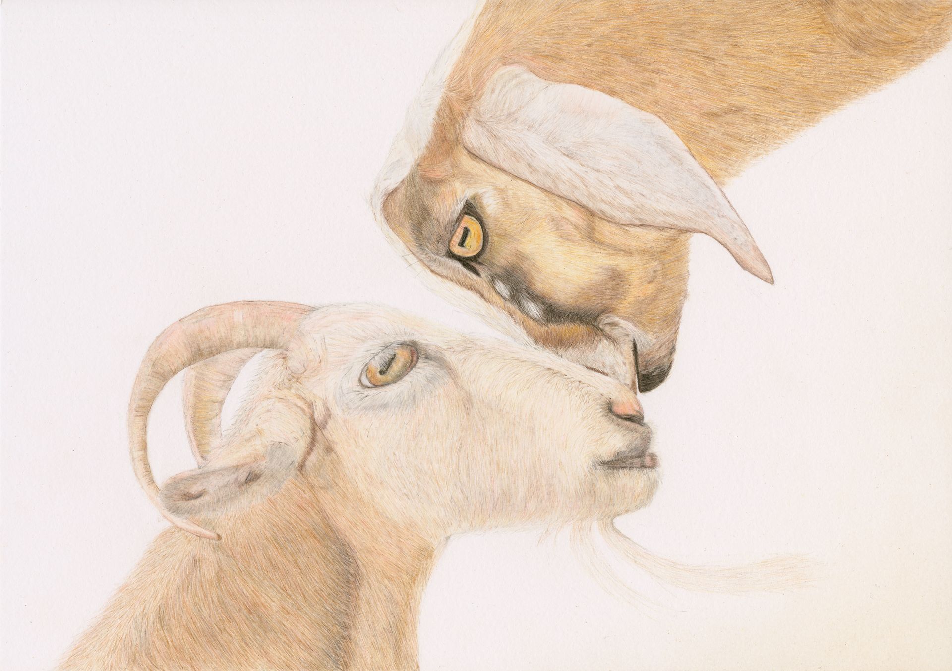 pencildrawing goats
