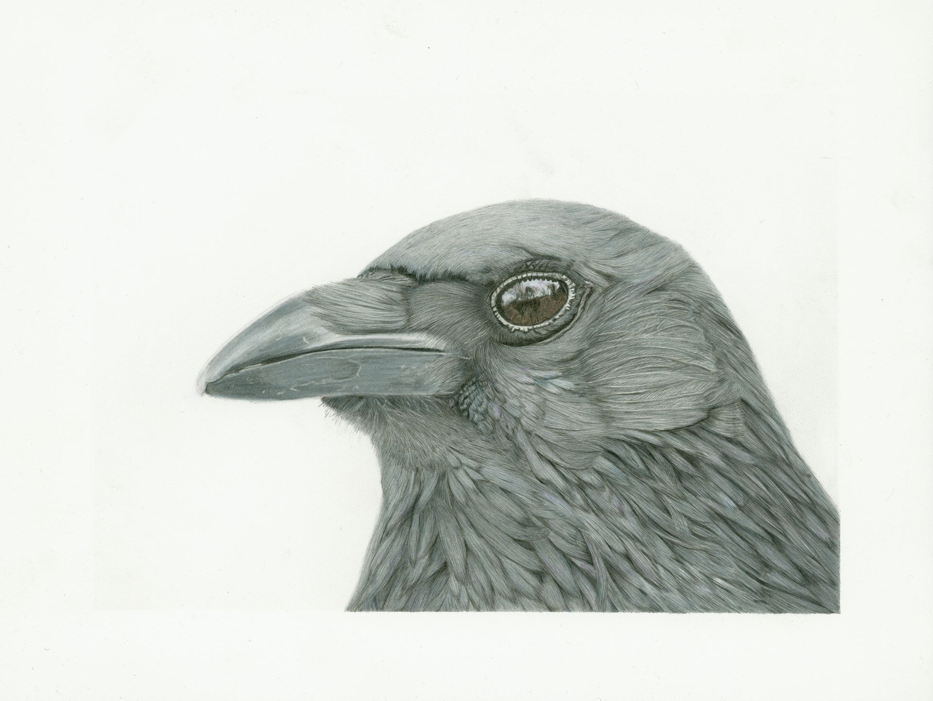 pencildrawing corvid