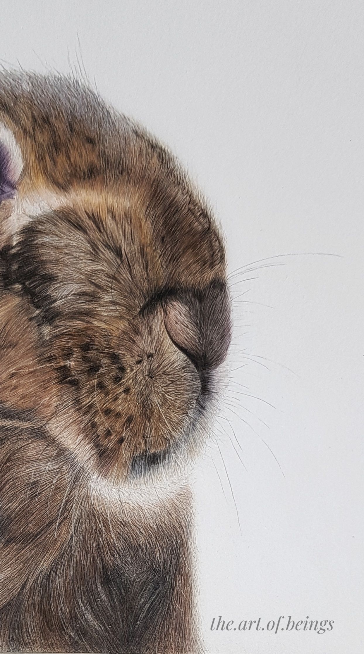 pencildrawing hare