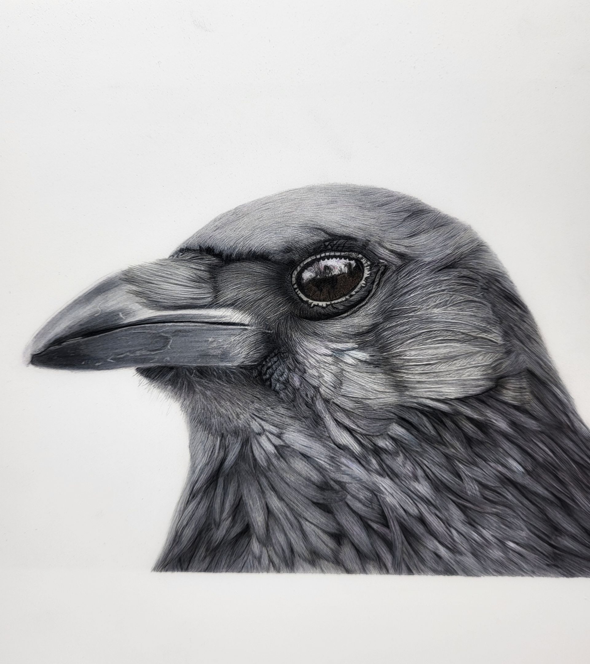 drawing of a corvid with coloured pencils