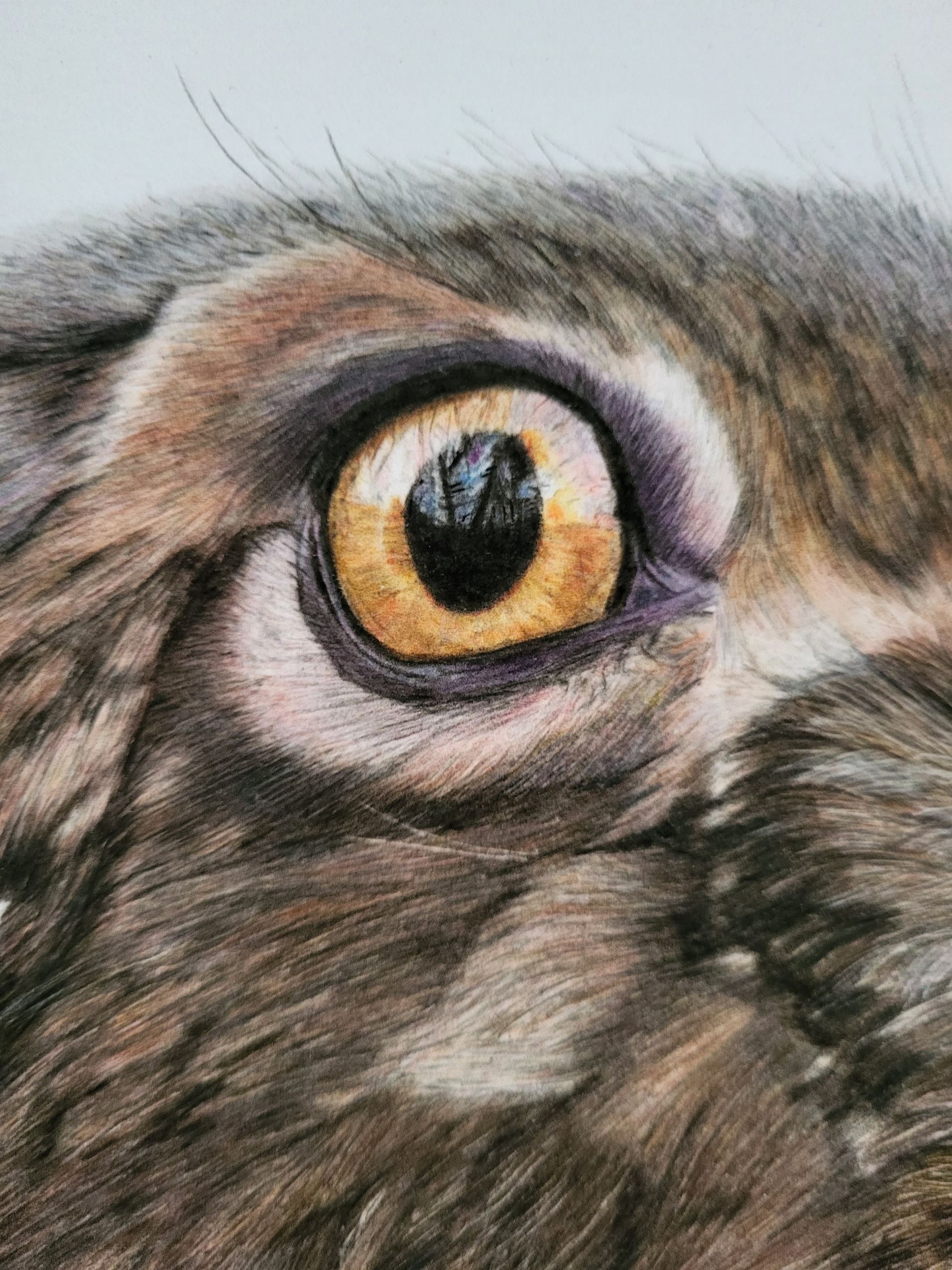 draing the eye of a hare