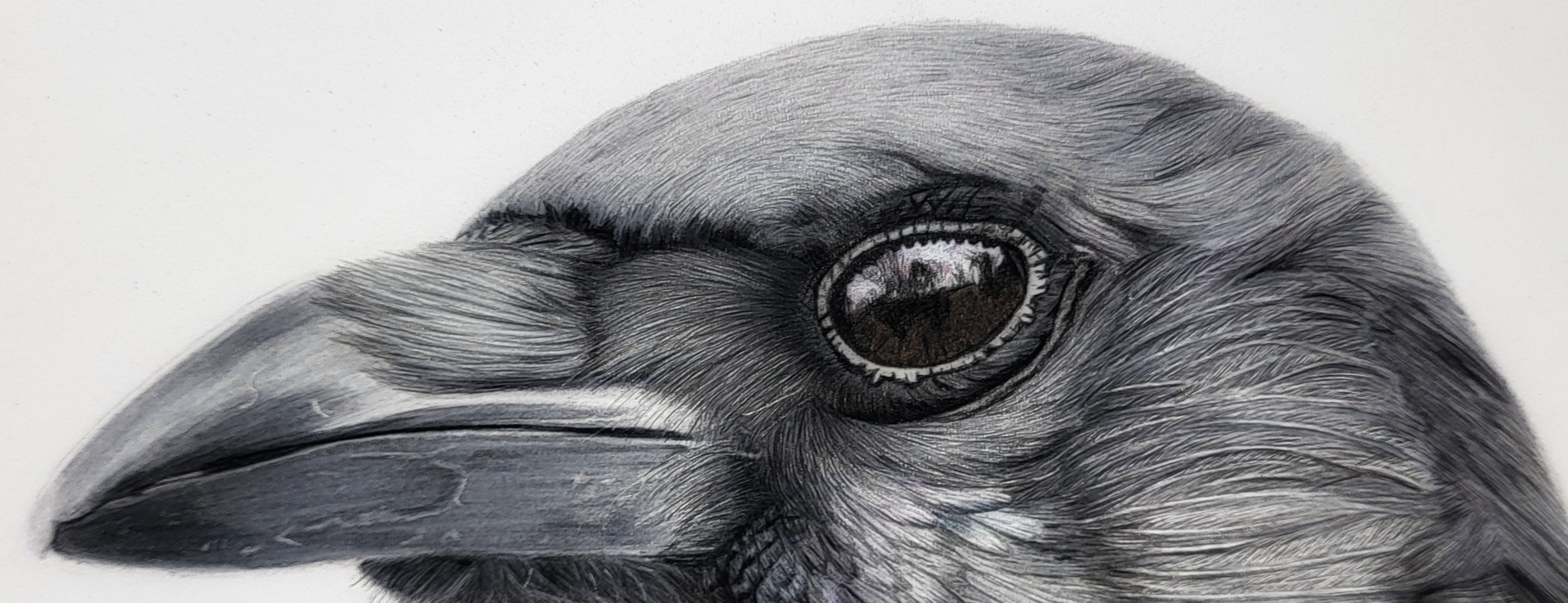 corvid drawing
