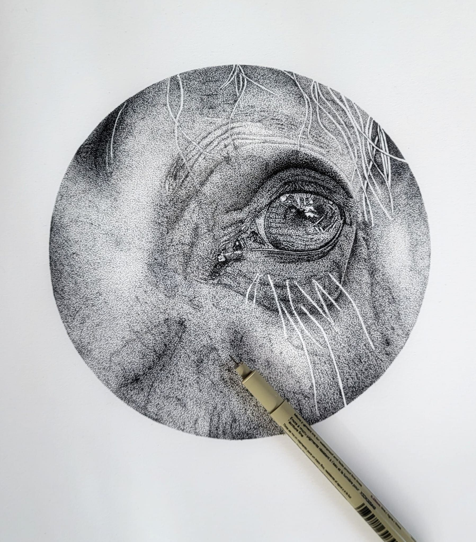 dotted drawing eye of horse 