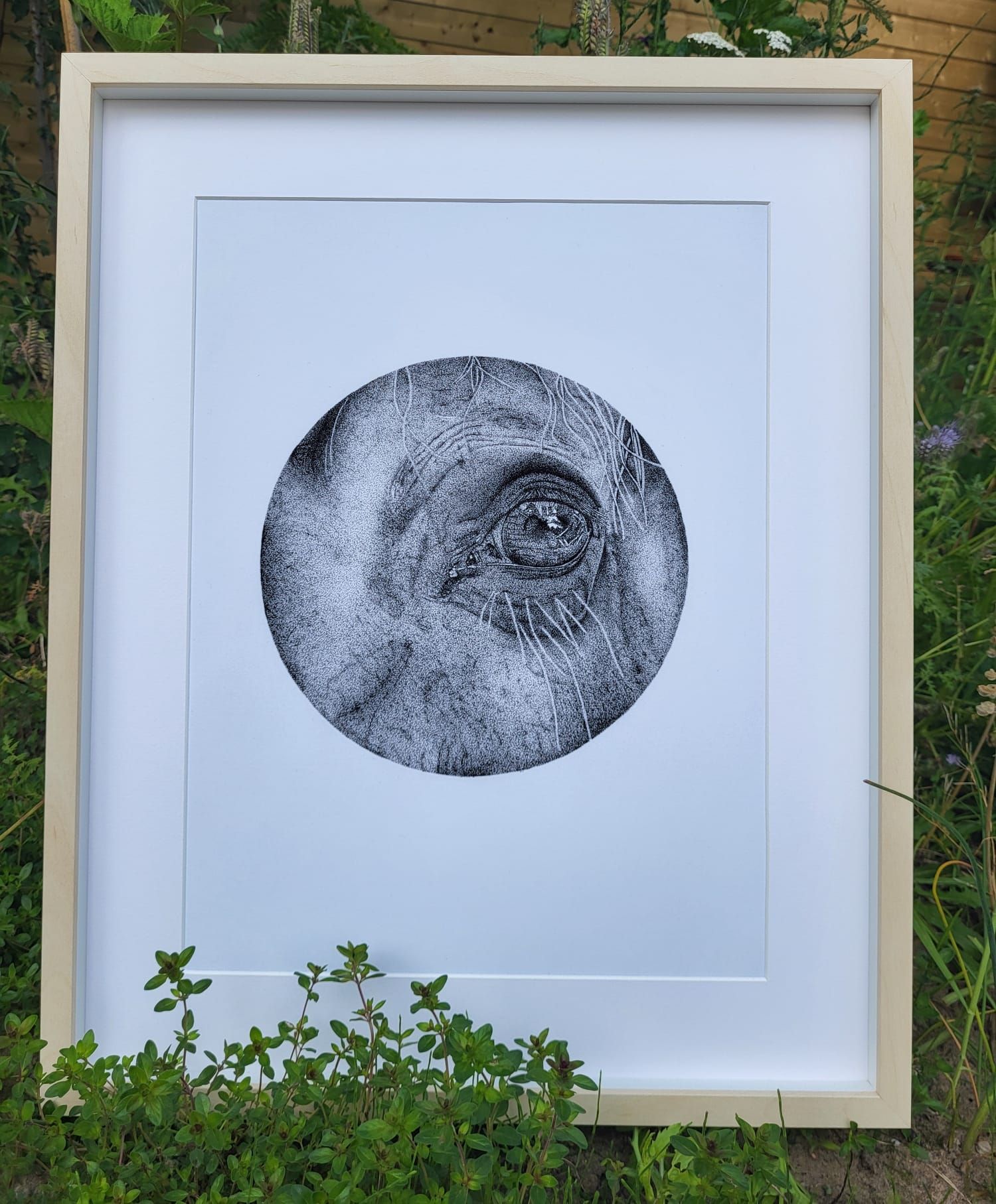 photo stippled eye of horse Tinus