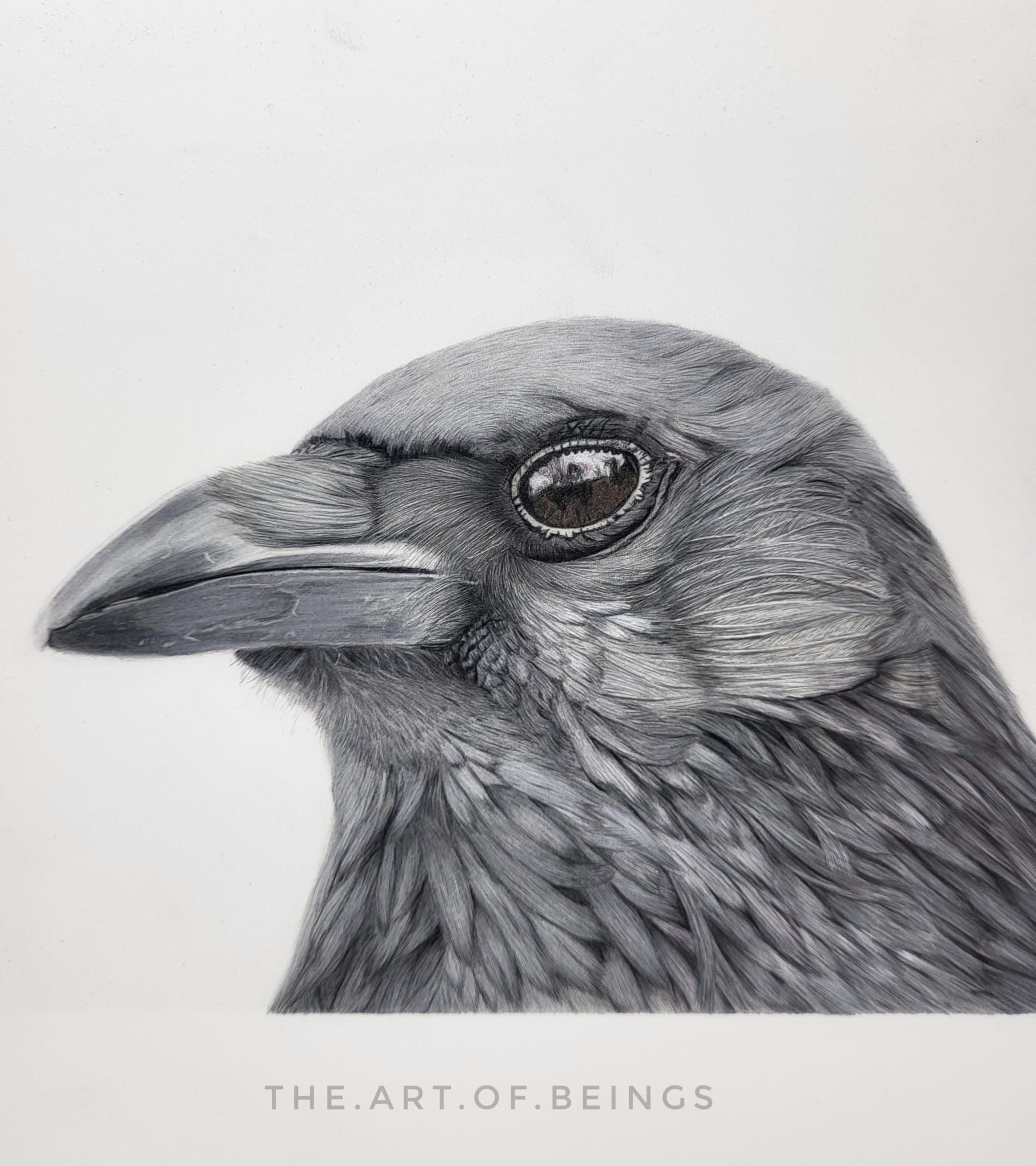 drawing corvid