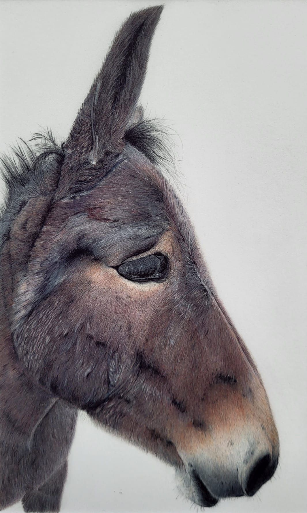 pencildrawing Sofia 