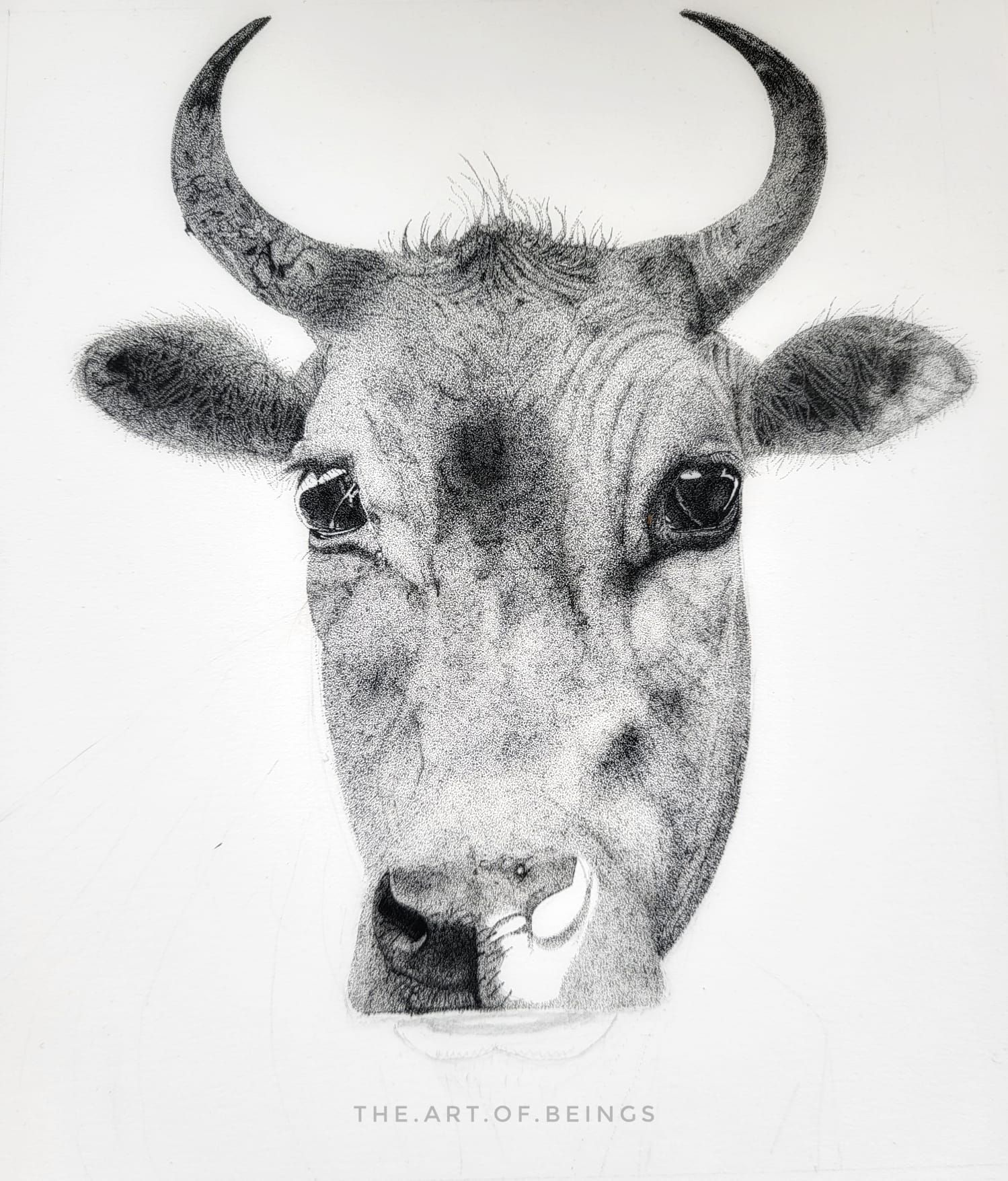 sitippling bull