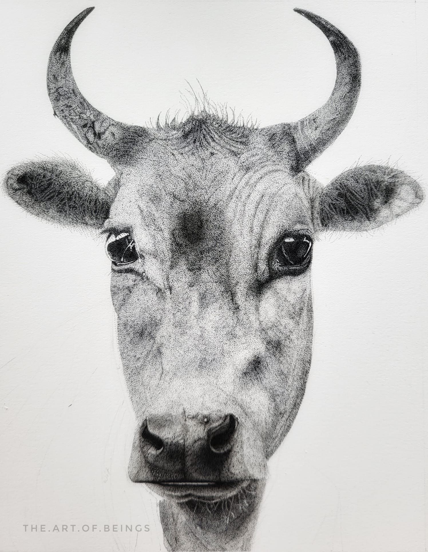 dotted bull