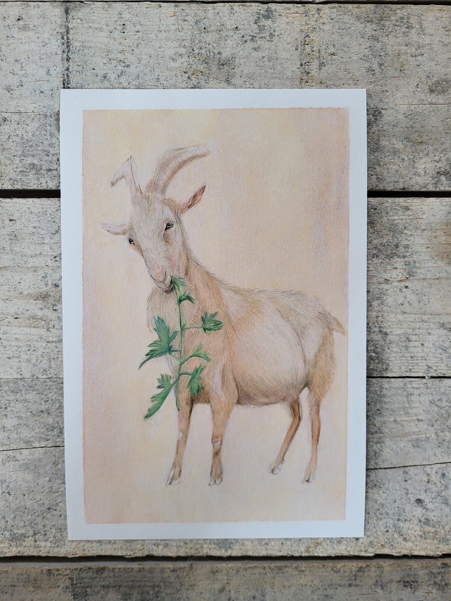 goat art