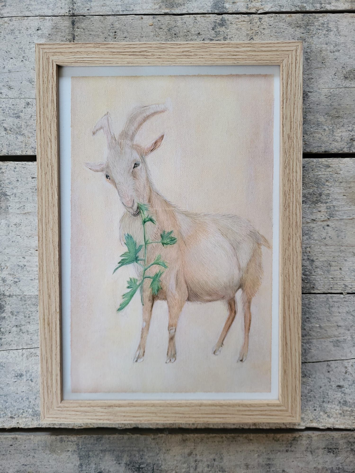 photo of drawing goat Karel