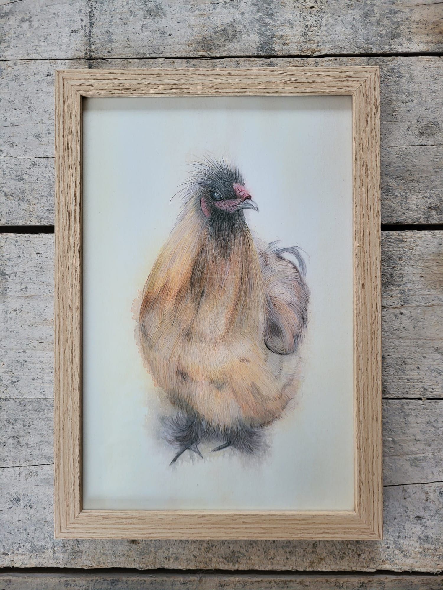 drawing rooster