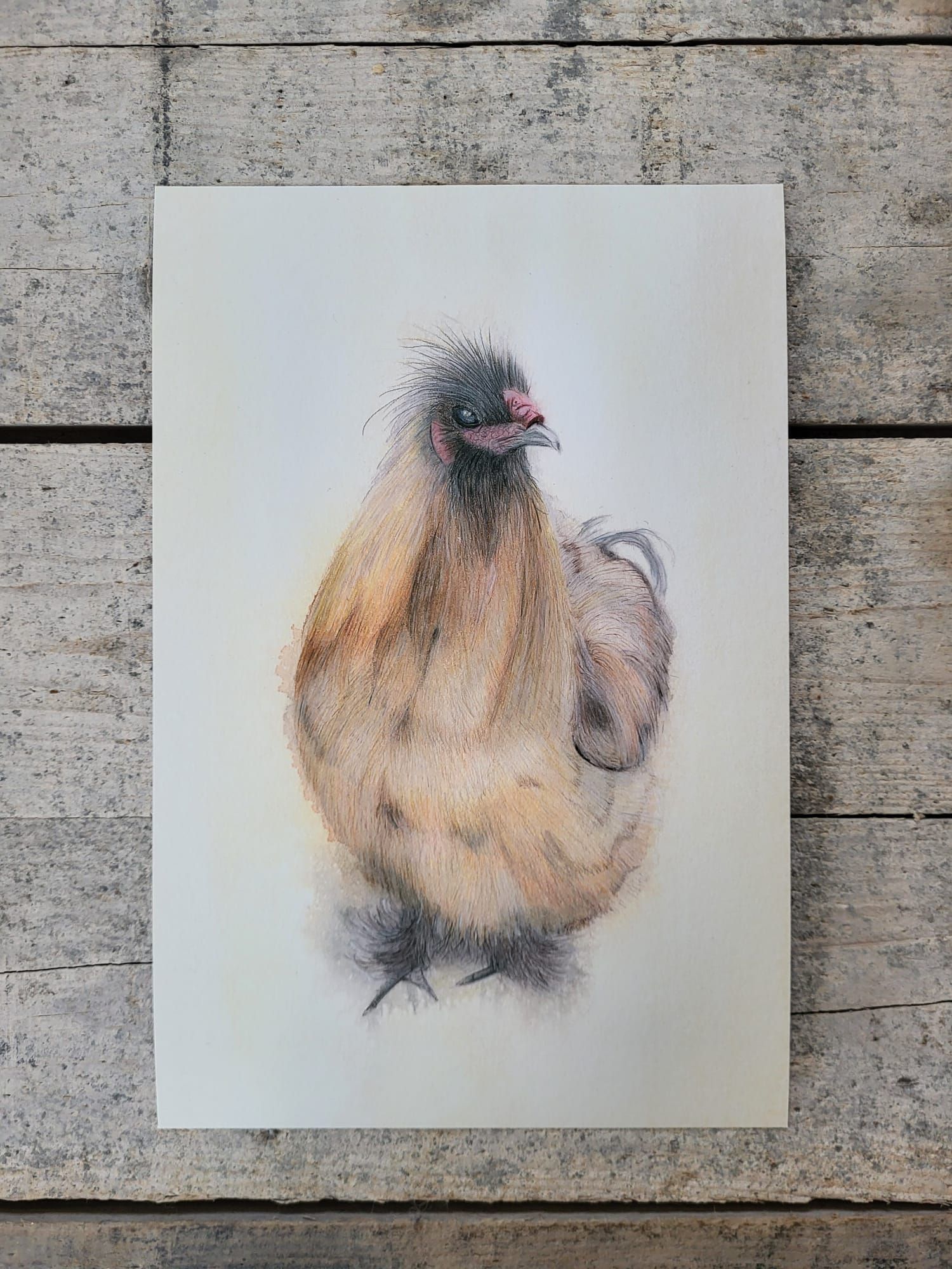 pencildrawing rooster Stevie