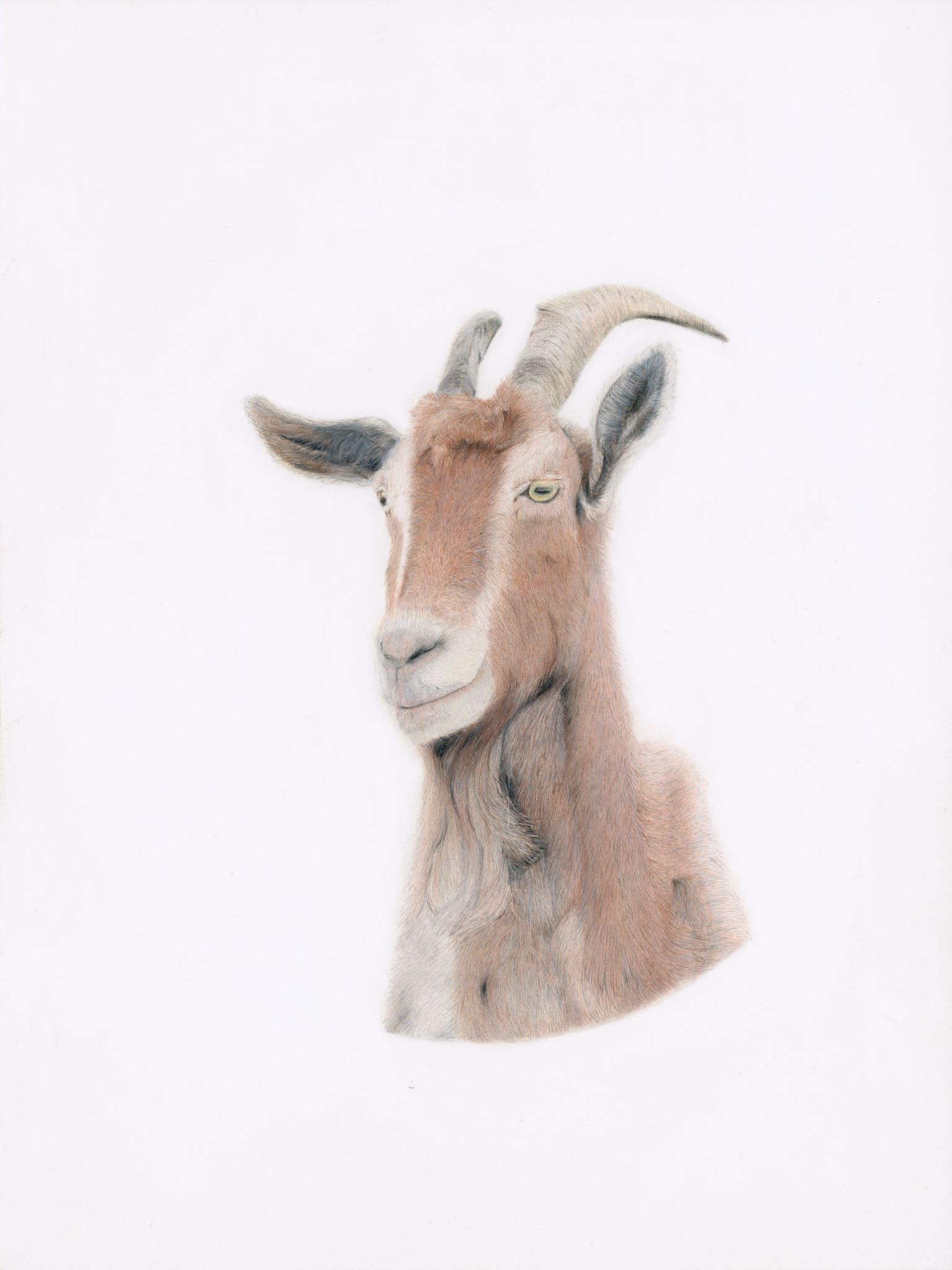 pencildrawing goat guus