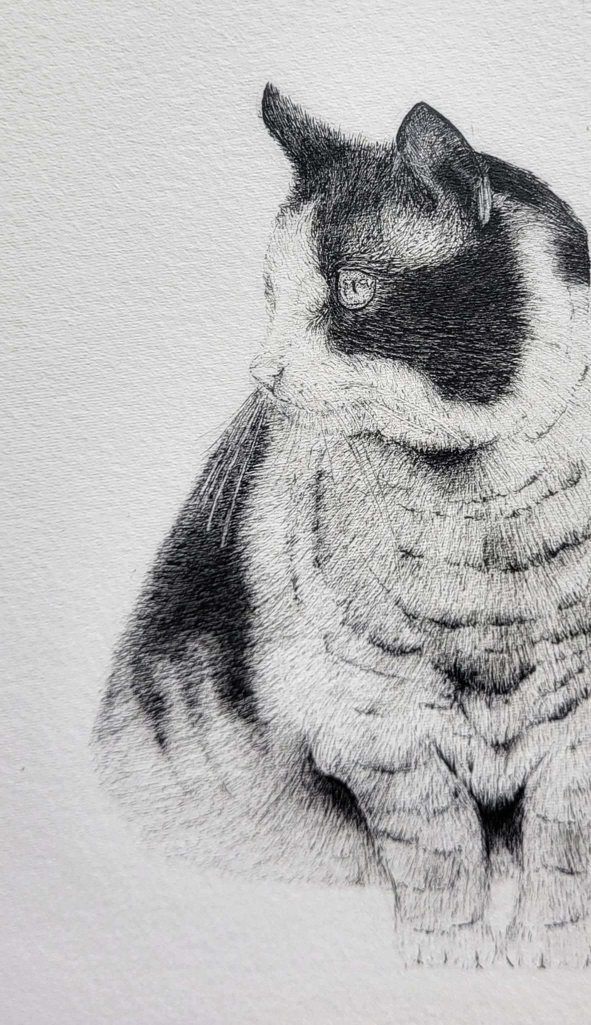 ink drawing of a cat
