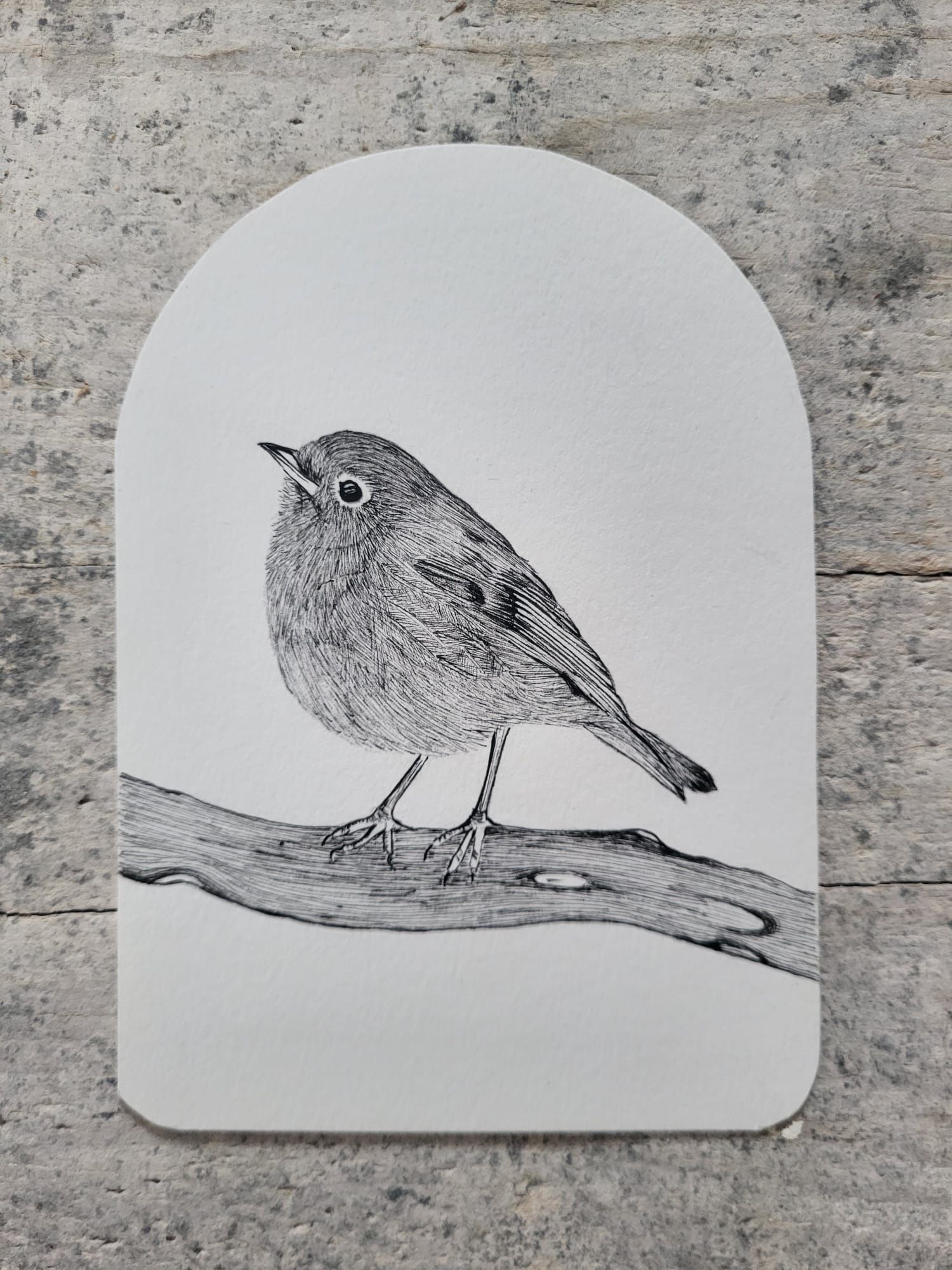 artwork robin