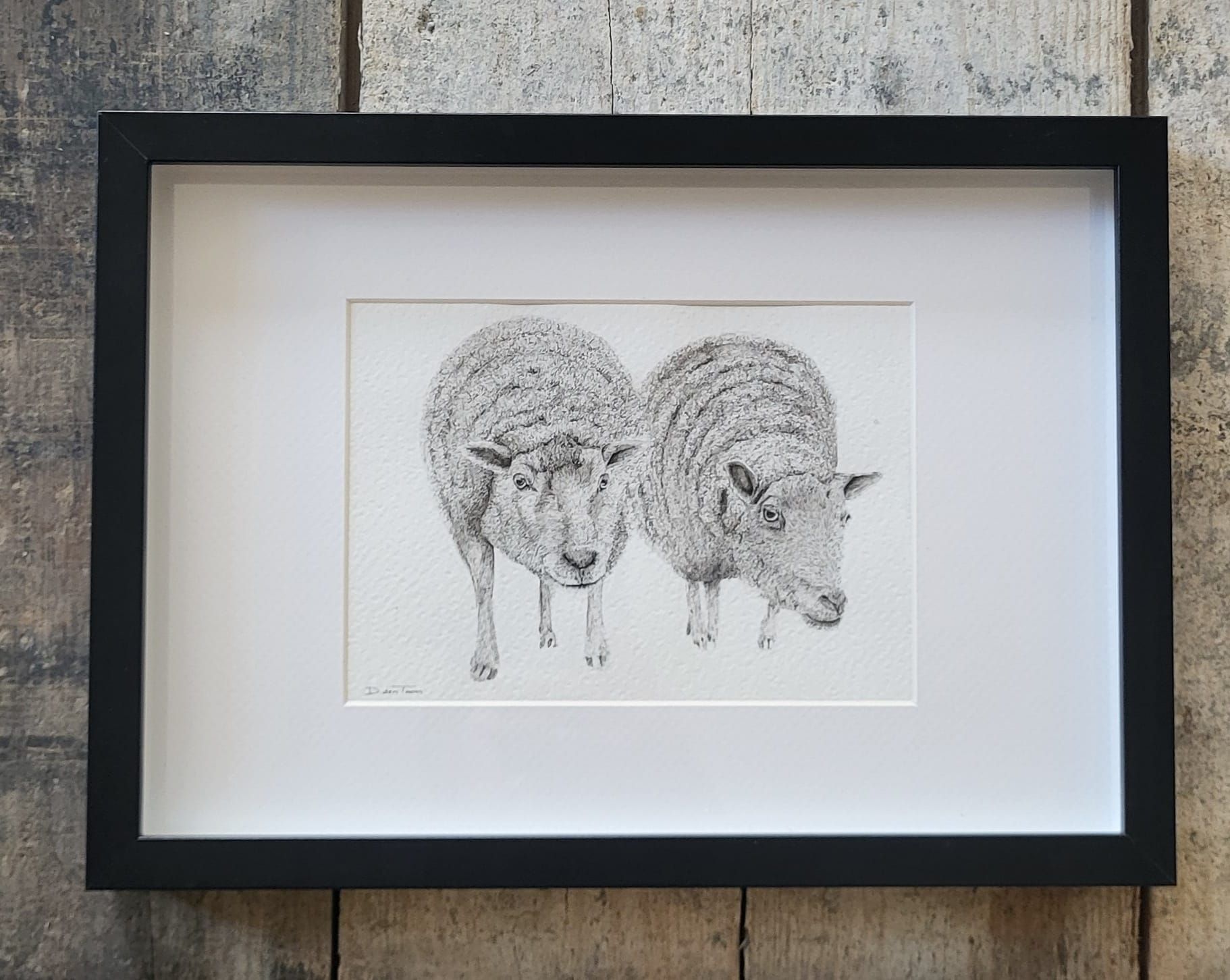 ink drawing sheep 