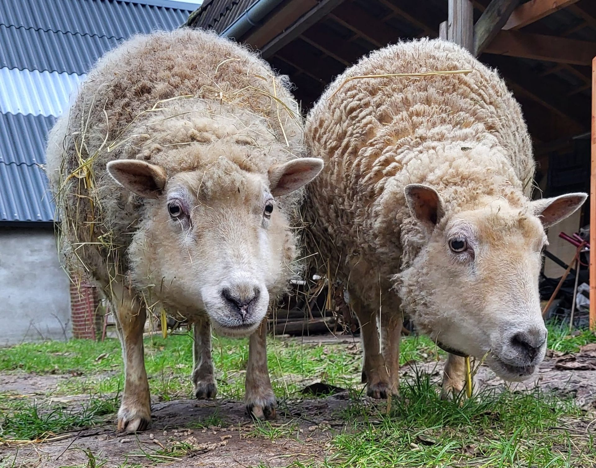 two sheep living at a sanctuary
